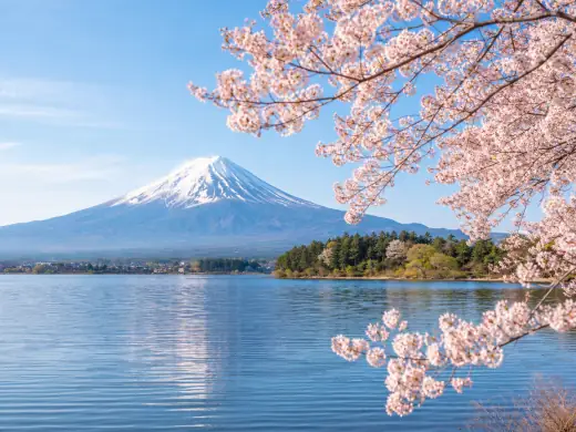 桜と富士山を望む湖の風景